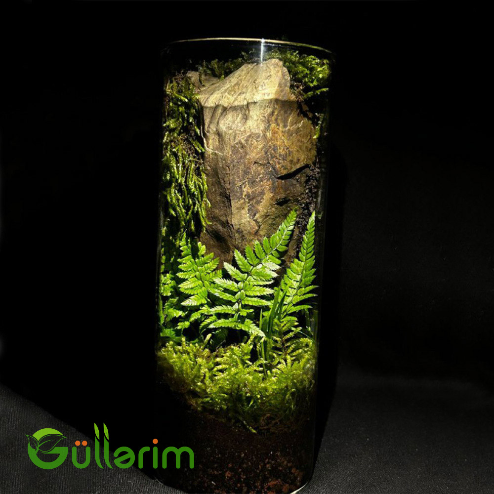 Orman Divarı Terrariumu
