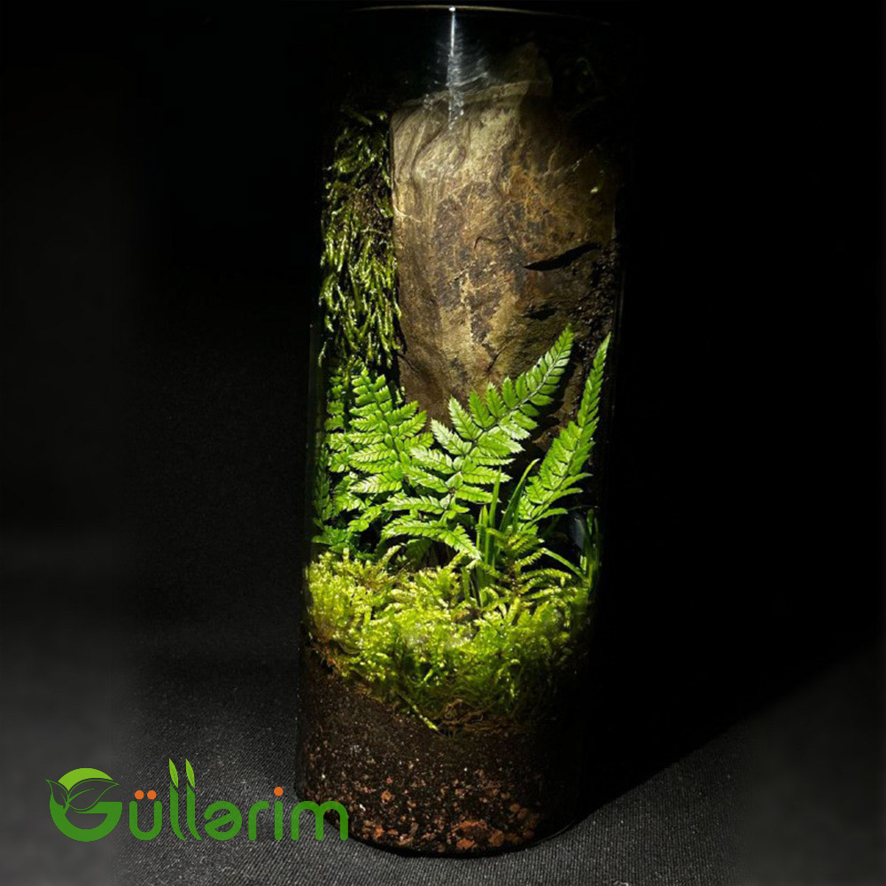 Orman Divarı Terrariumu