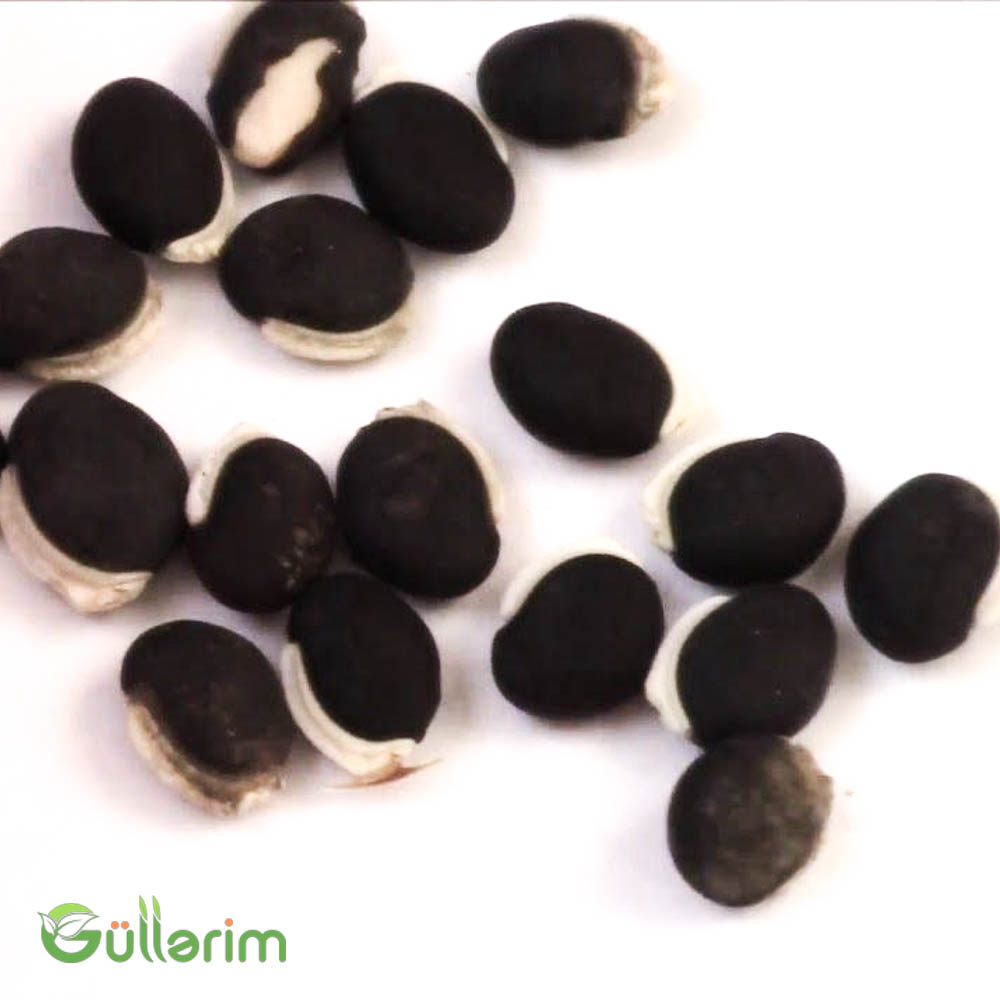 Dolixos (Dolichos lablab)