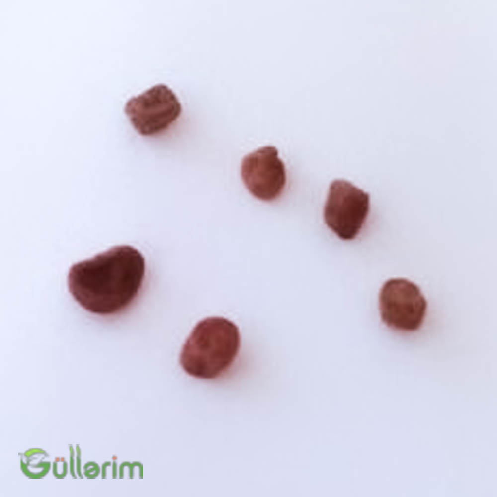 Siklamen (Cyclamen)
