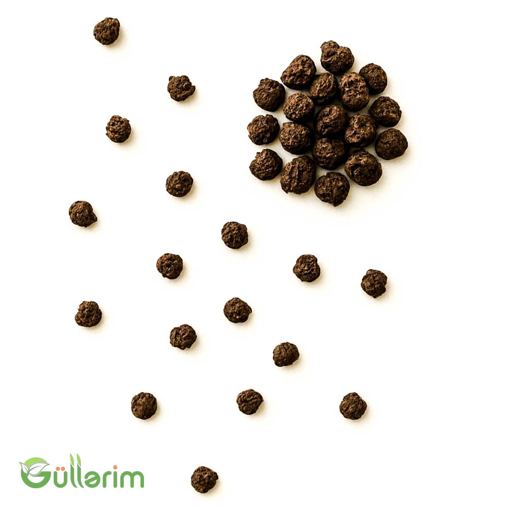 Aslan qızı  (Antirrhinum majus)