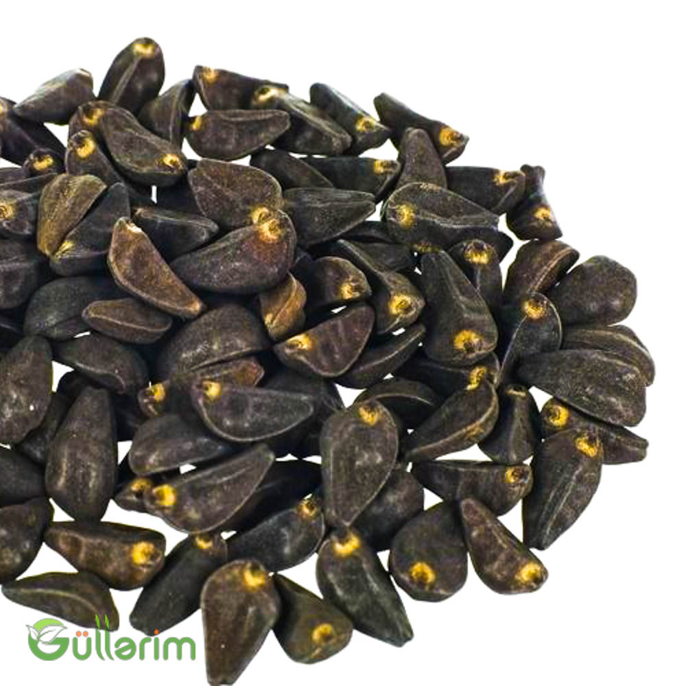 İpomeya (Ipomoea purpurea)