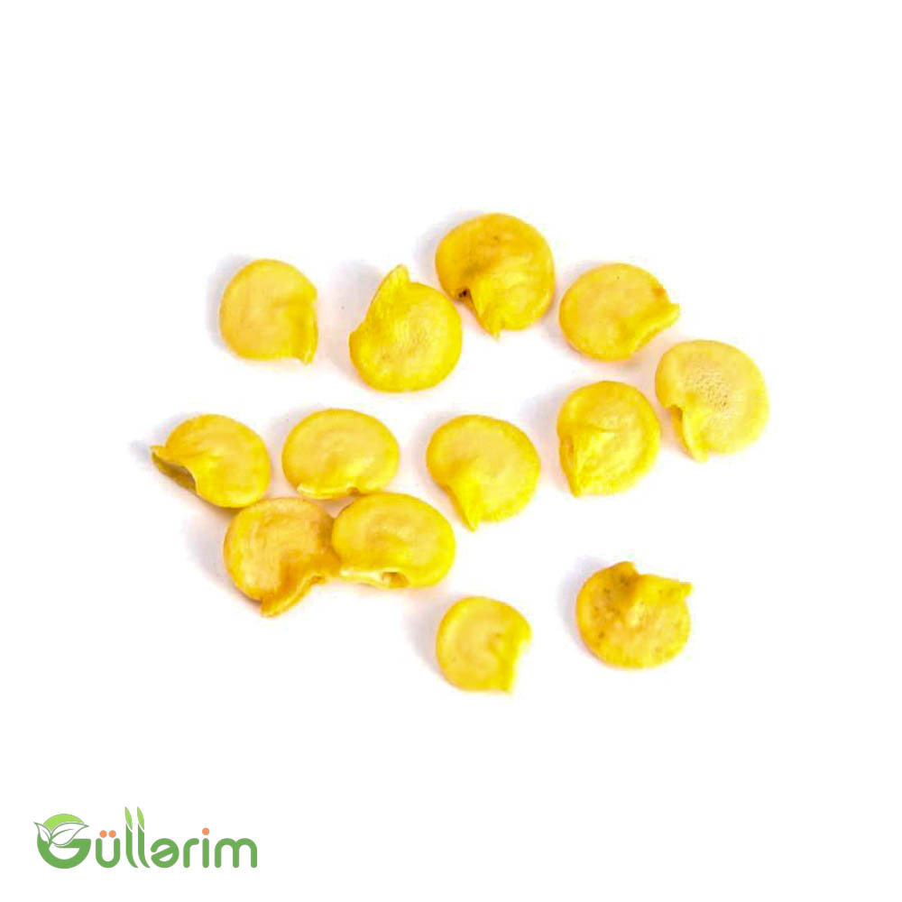 Bəzək bibəri (Capsicum annuum)