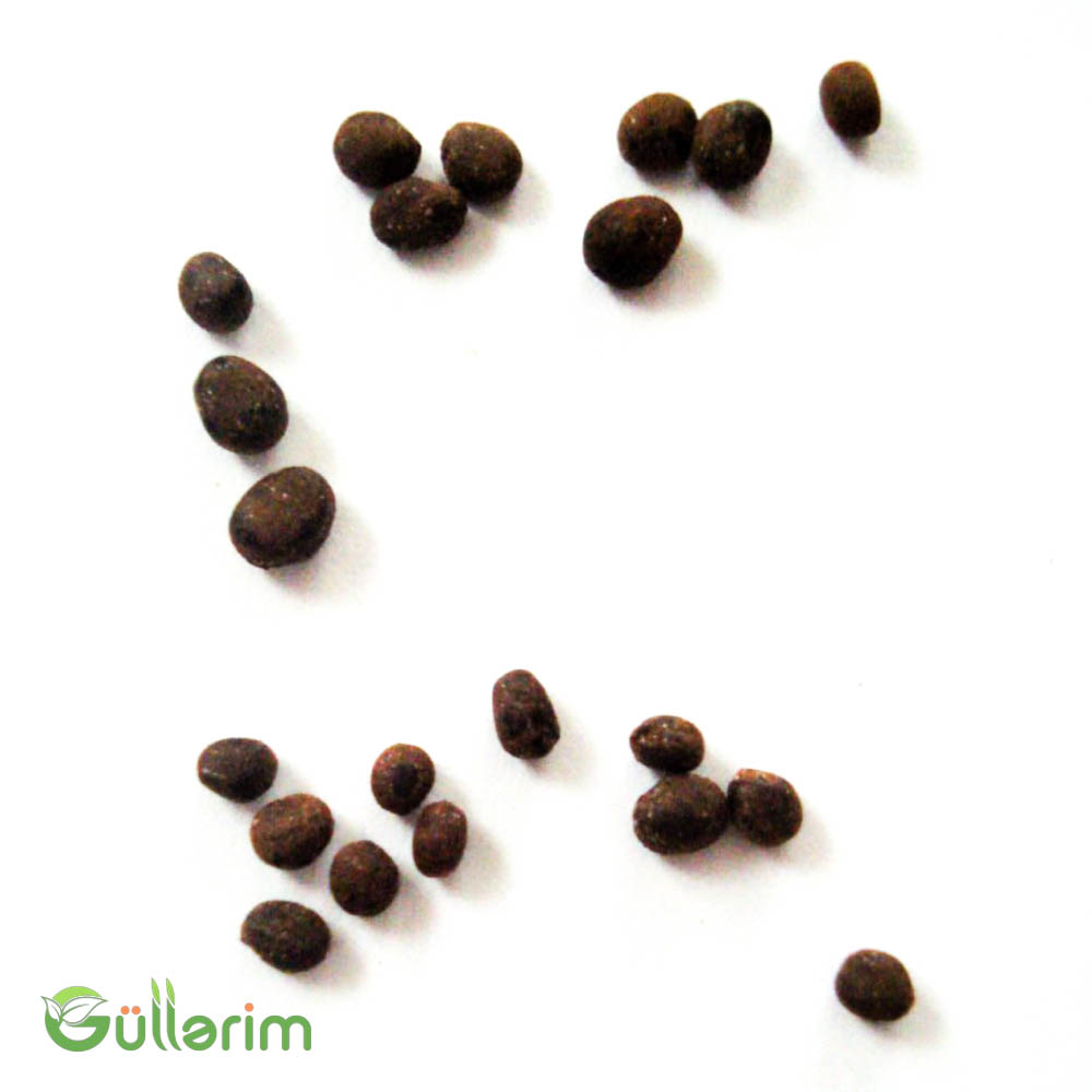 Balsamin (Impatiens walleriana)