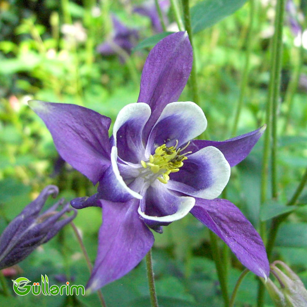 Akvilegiya (Aquilegia vulgaris)