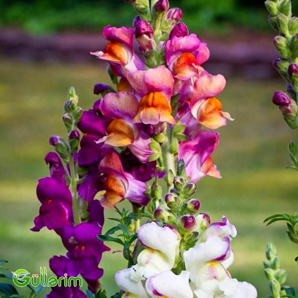 Aslan qızı  (Antirrhinum majus)