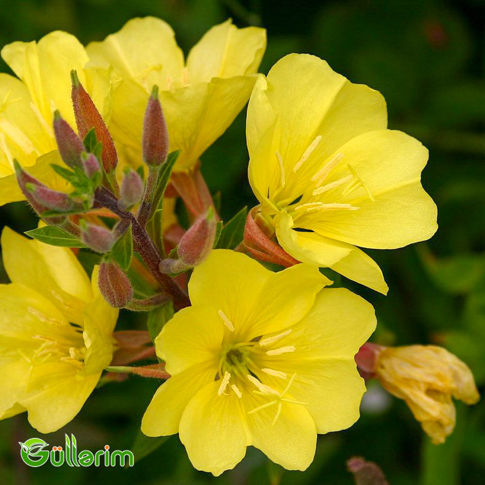 Azan gülü (Oenothera)