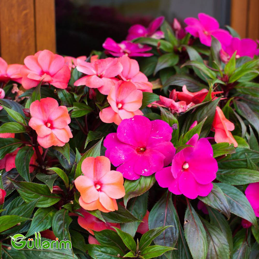 Balsamin (Impatiens walleriana)