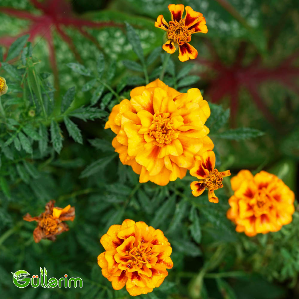 Barxat - Tagetes