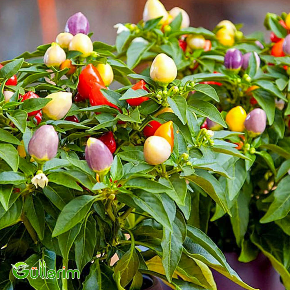 Bəzək bibəri (Capsicum annuum)