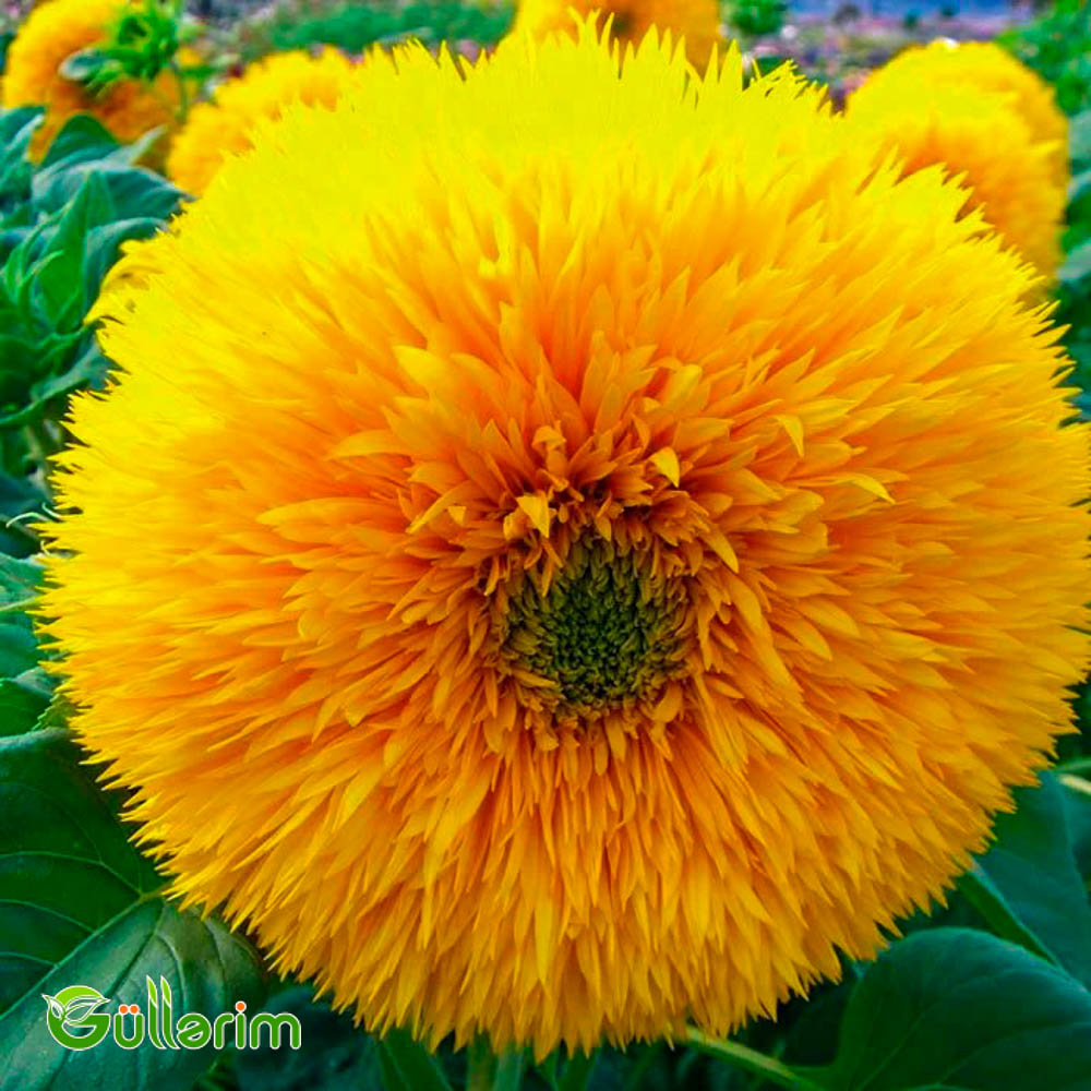 Bəzək Günəbaxanı (Helianthus annuus)