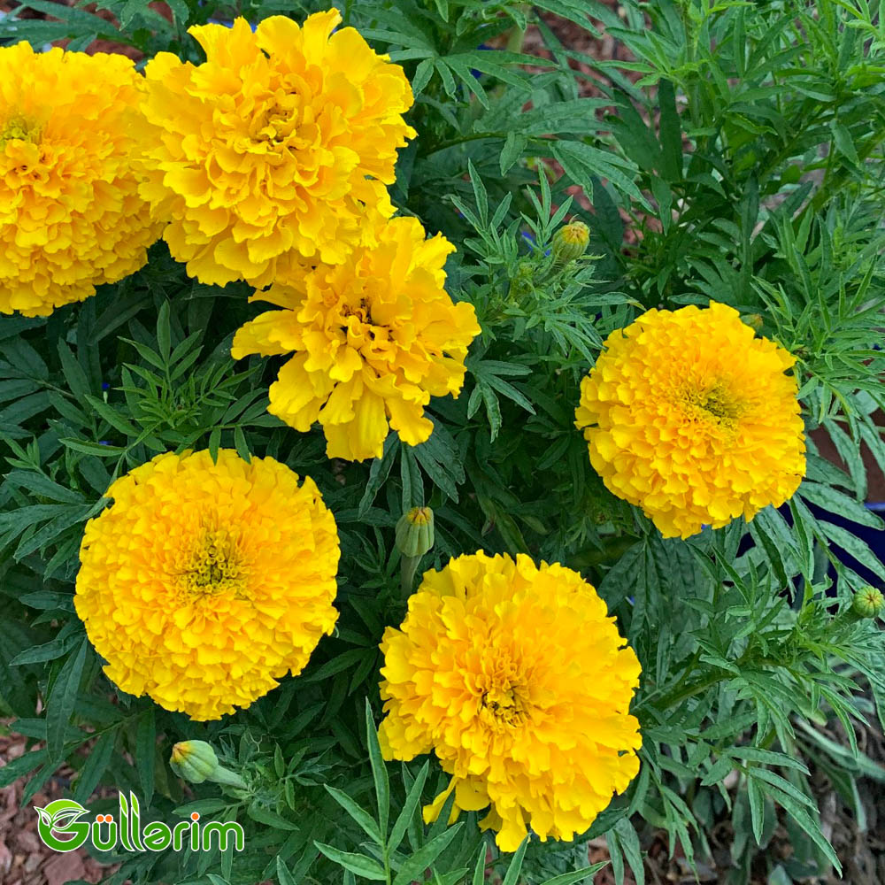 Böyükçiçəkli Barxat (Tagetes erecta)