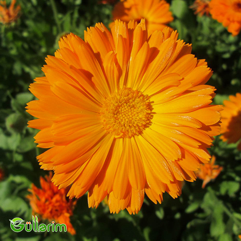 Calendula (Calendula officinalis)