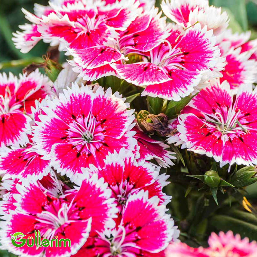 Çin Qərənfili (Dianthus chinensis)