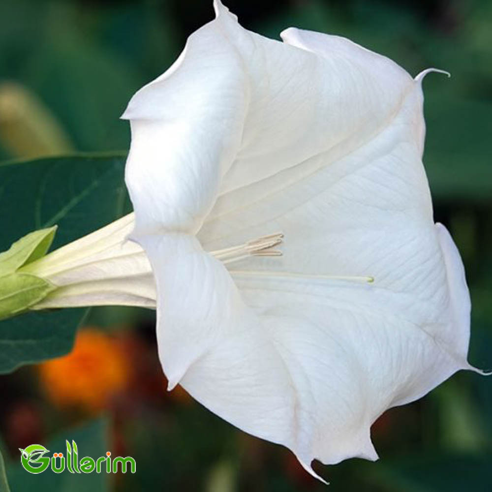 Datura (Şeytan alması" və ya "Ay çiçəyi")