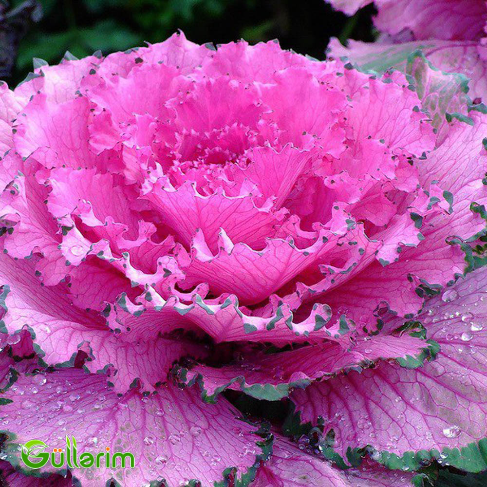Dekorativ Kələm - (Brassica oleracea)