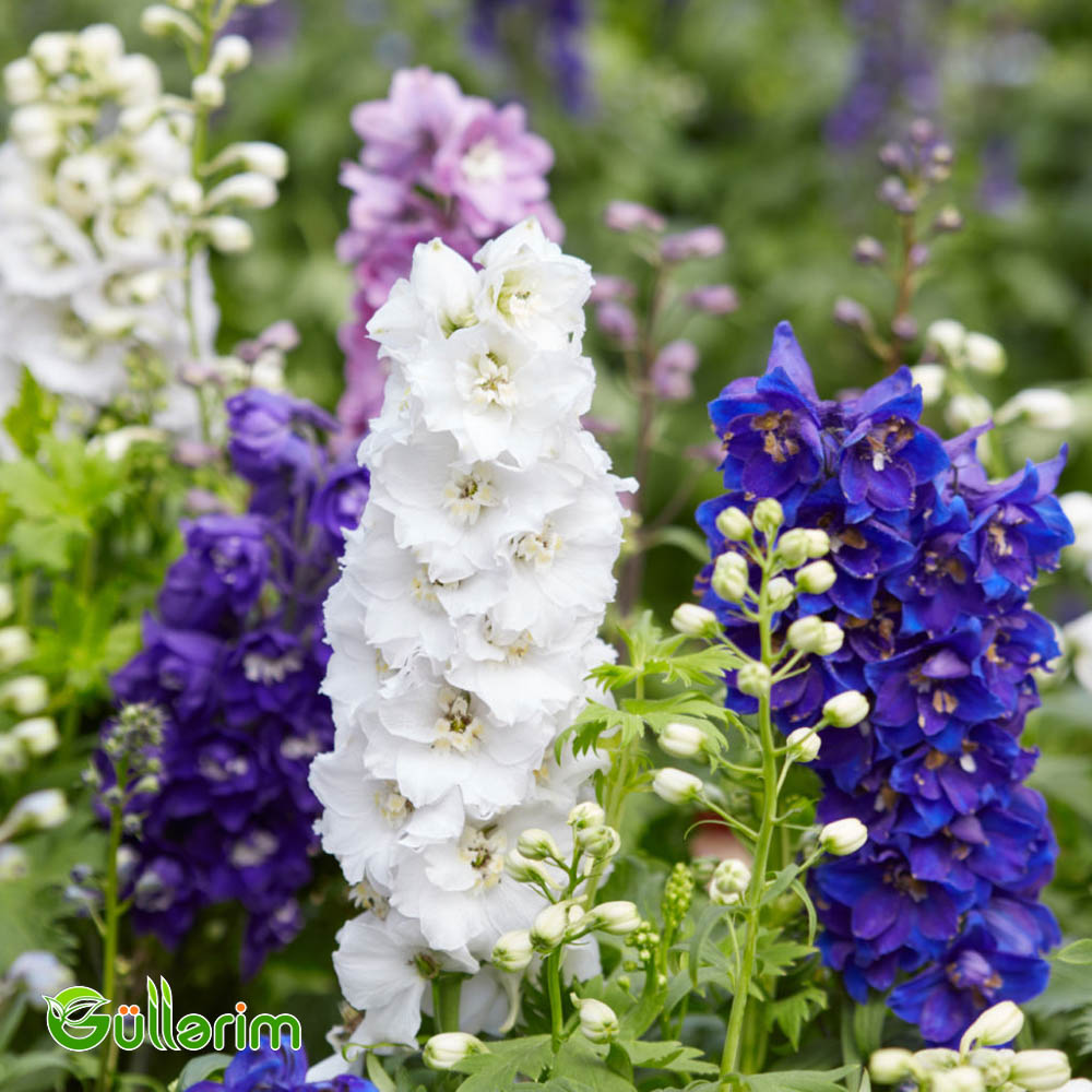 Delfinium (Delphinium)