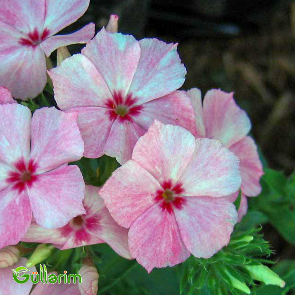 Floks Drummond (Phlox drummondii)