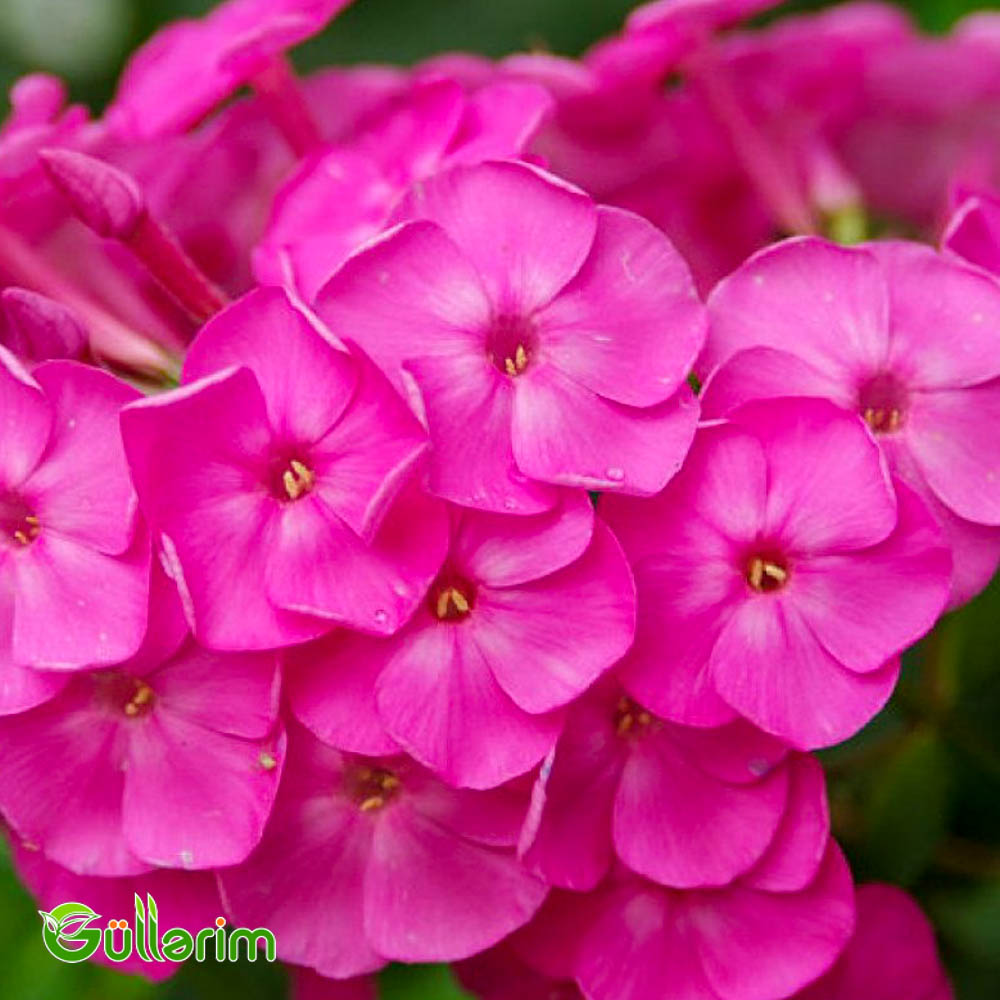 Floks (Phlox paniculata)