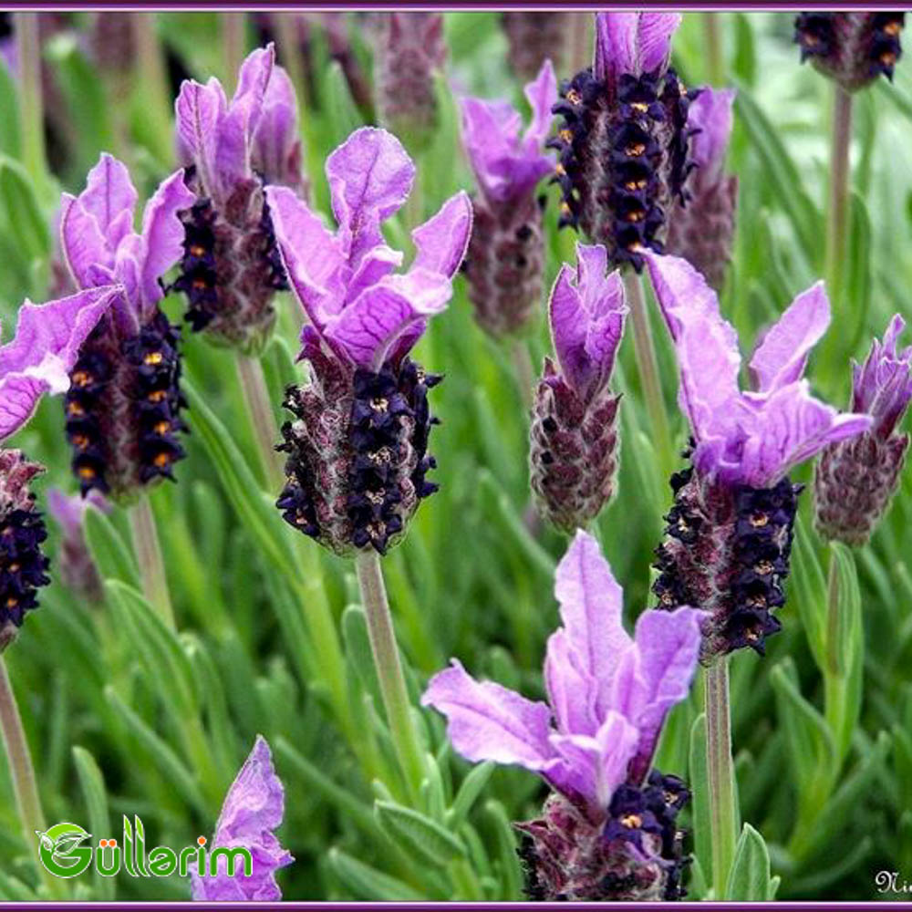 Fransız lavandası (Lavandula stoechas)