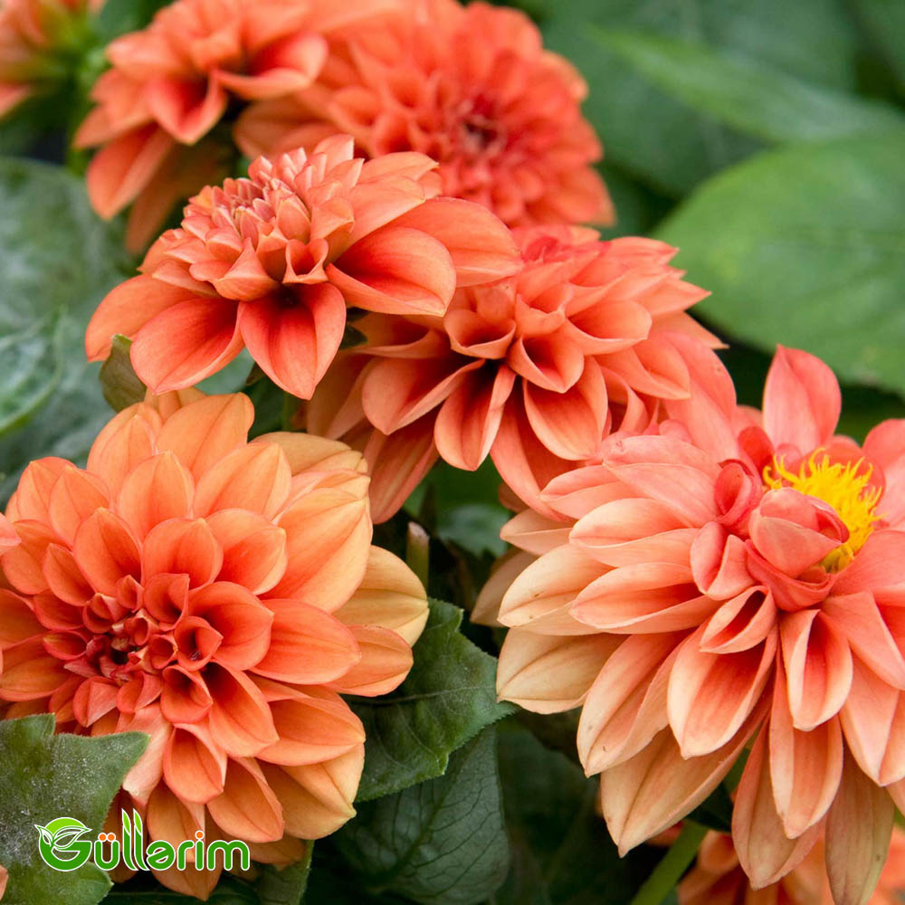 Georgin (Dahlia)