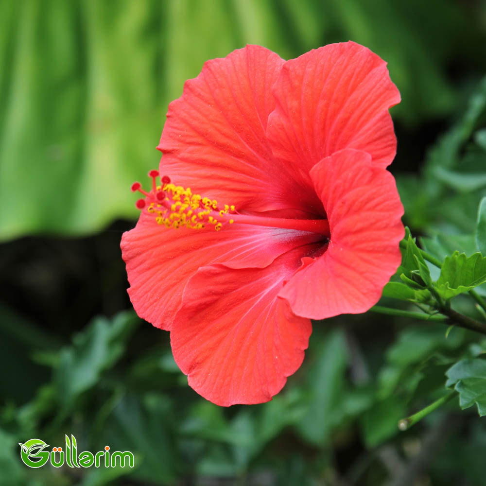 Hibiskus (Hibiscus rosa-sinensis)