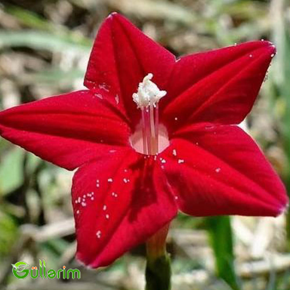 İpomeya Kvamoklit (Ipomoea quamoclit)