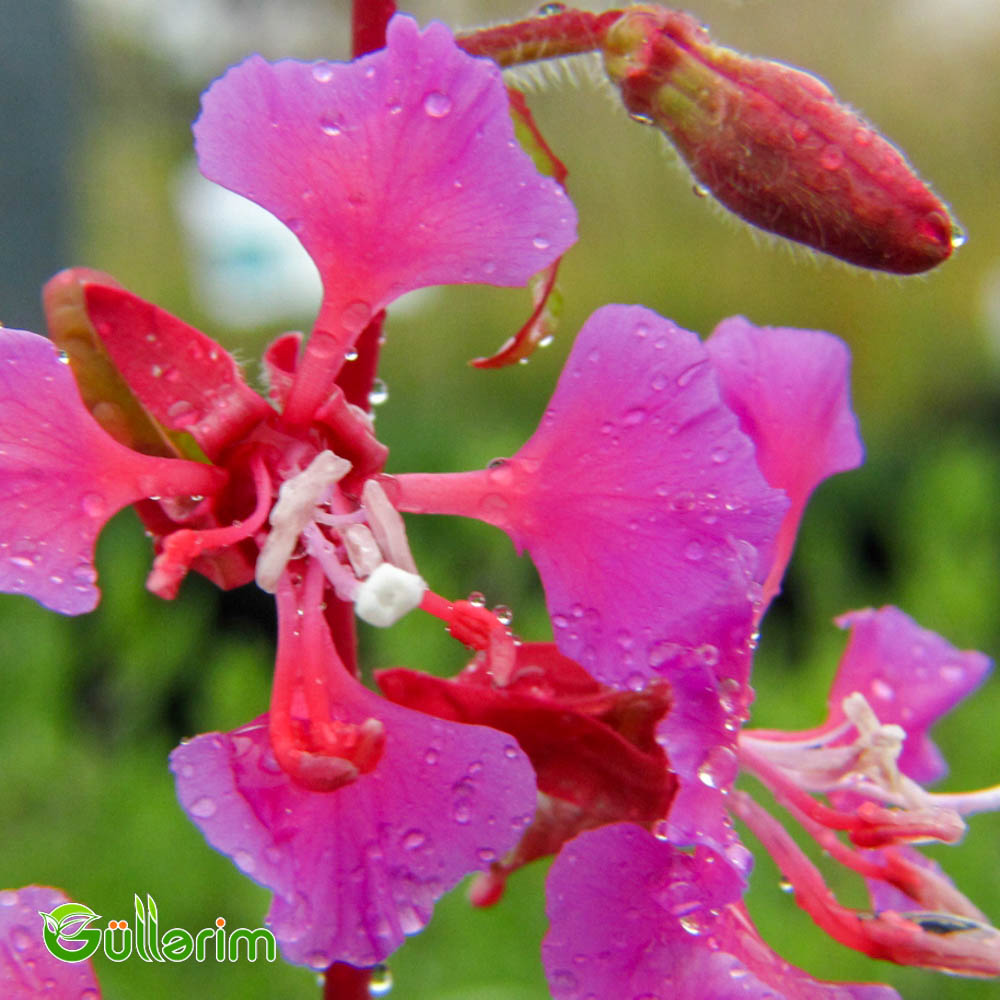 Klarkiya (Clarkia unguiculata)