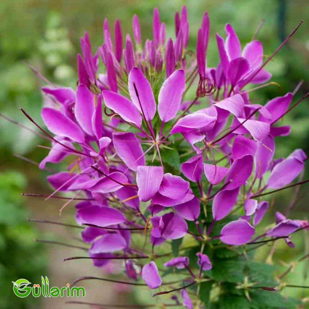 Kleoma (Cleome hassleriana)