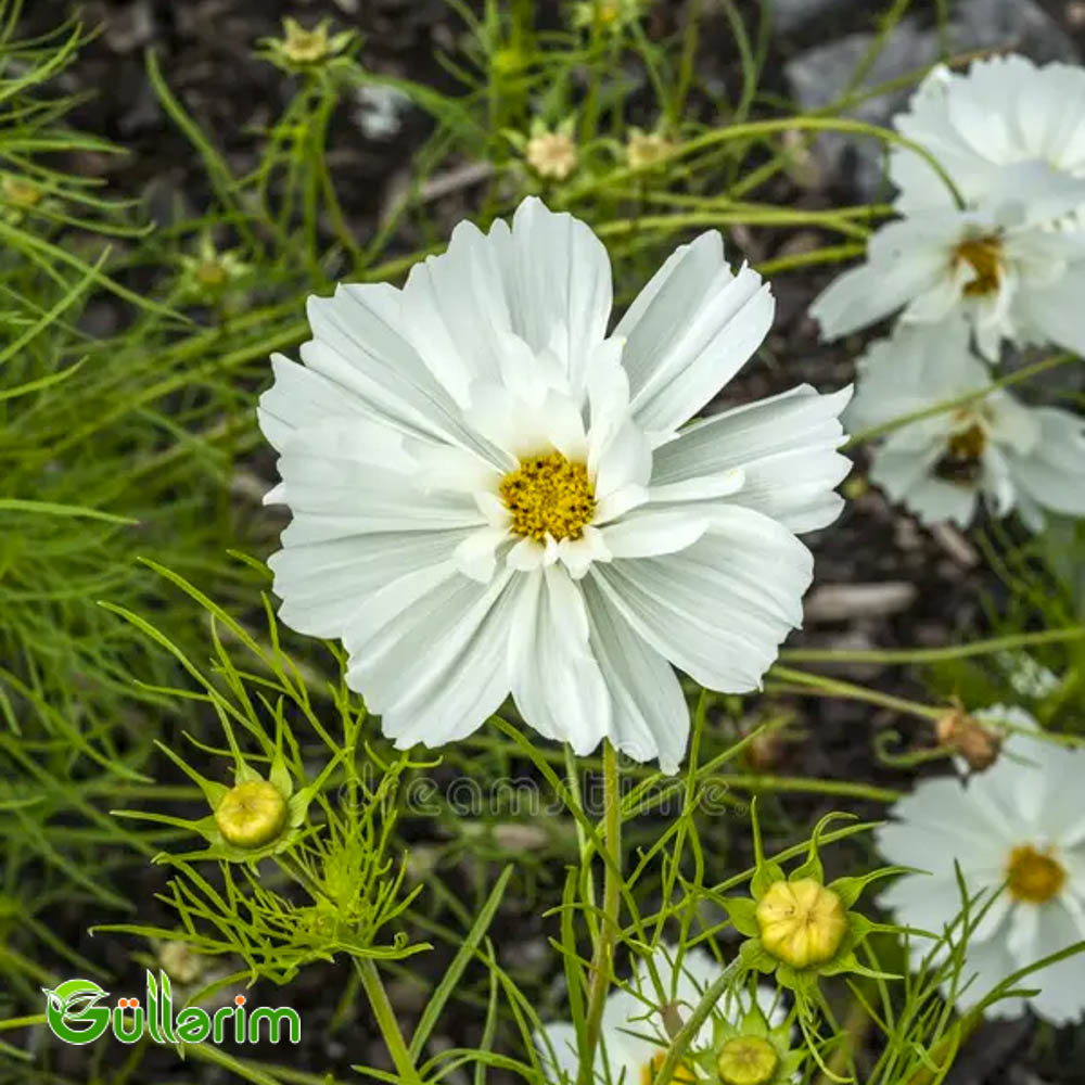 Kosmeya (Cosmos bipinnatus)