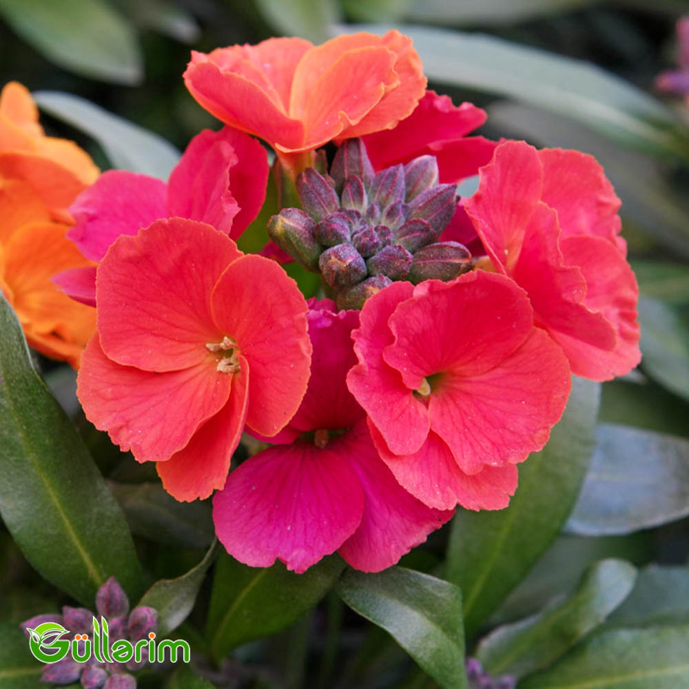 Lacfiol (Erysimum cheiri / Cheiranthus cheiri)