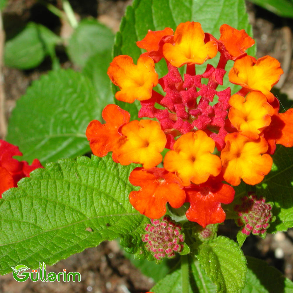 Lantana (Lantana camara)