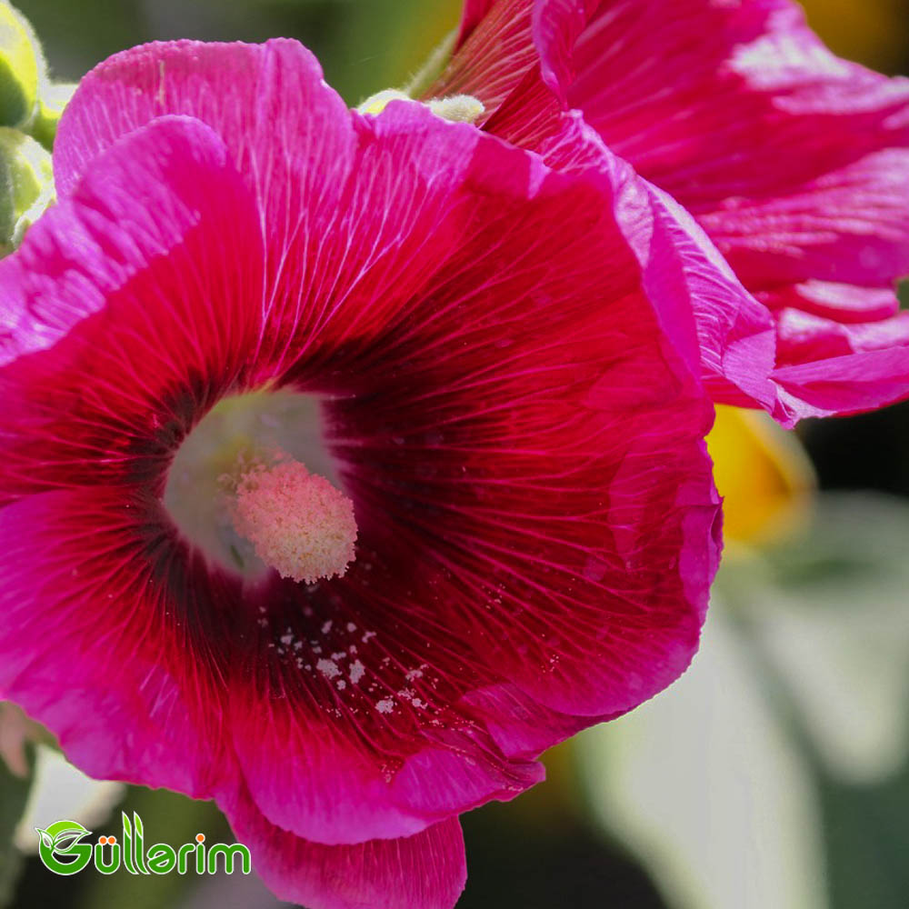Malva (Alcea)