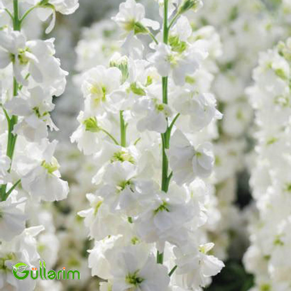 Matiuola (Matthiola)