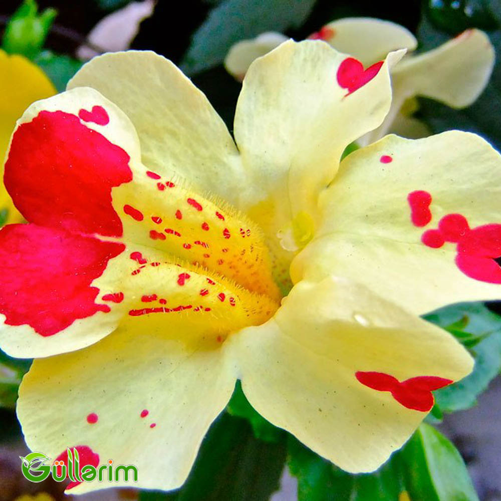 Mimulüs - Mimulus