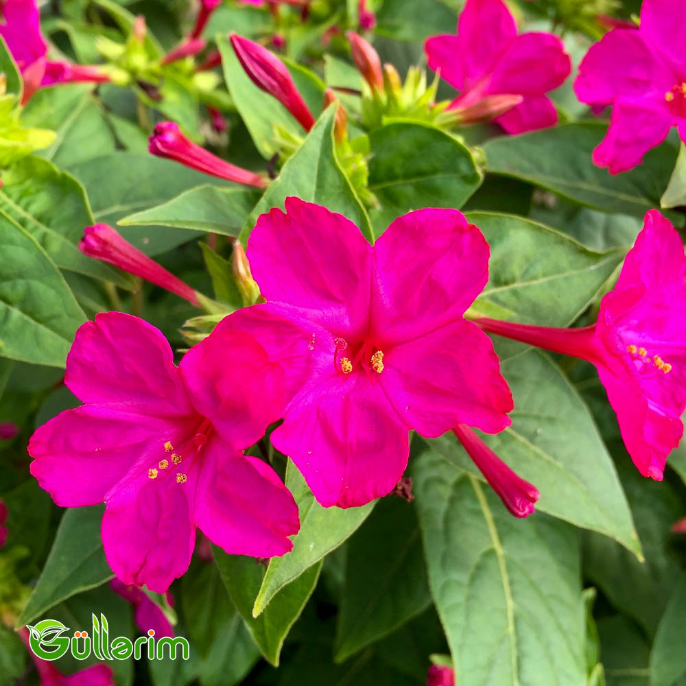 Mirabilis (Mirabilis jalapa)