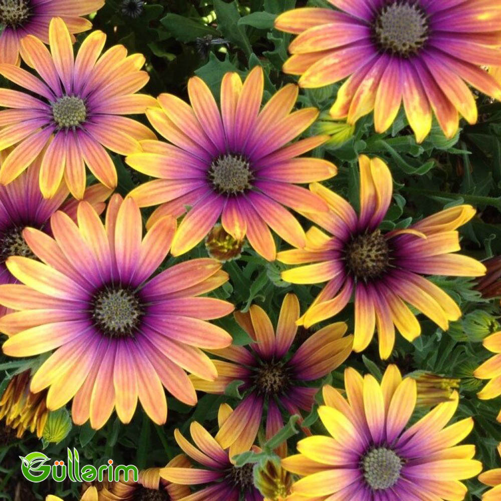 Osteospermum (Afrika papatyası)