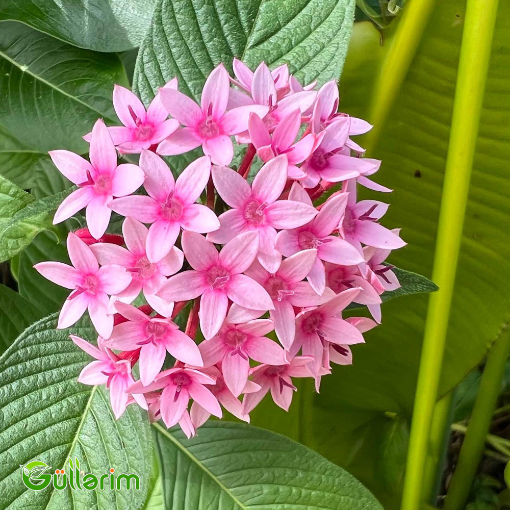 Pentas (Pentas lanceolata)