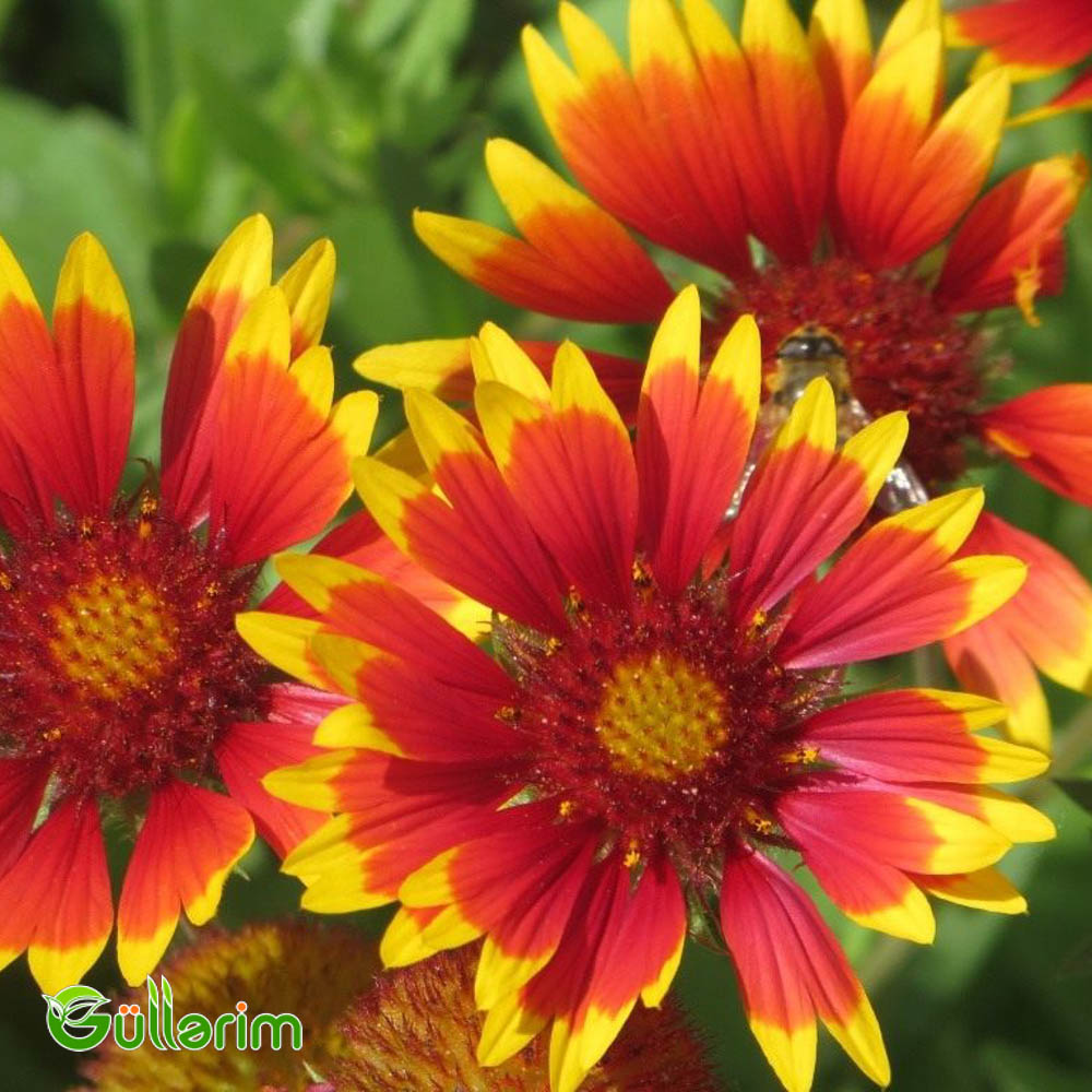 Qaylardiya - (Gaillardia)