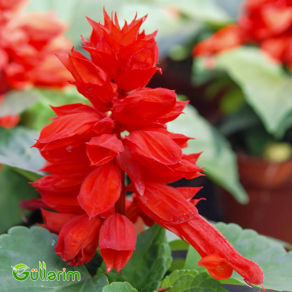 Salviya (Salvia splendens)
