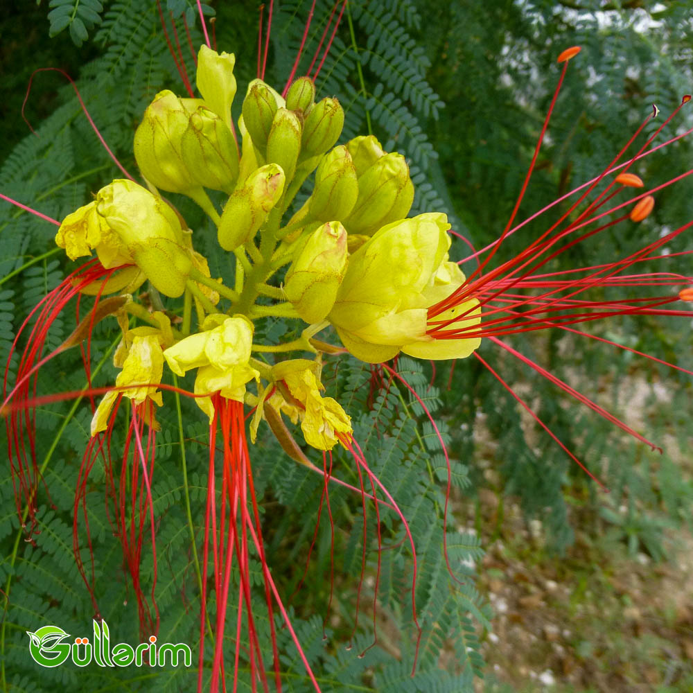 Sezalpiniya Jilesi (Caesalpinia gilliesii)
