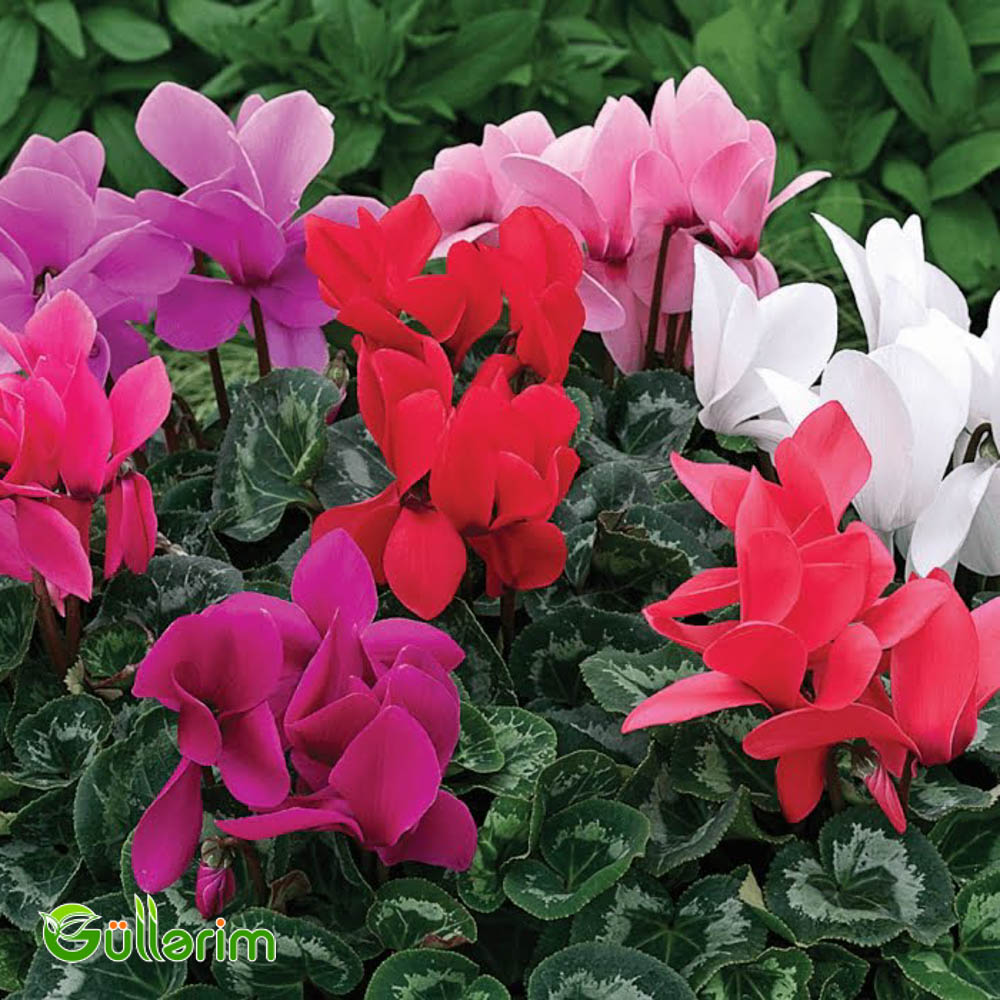 Siklamen (Cyclamen)