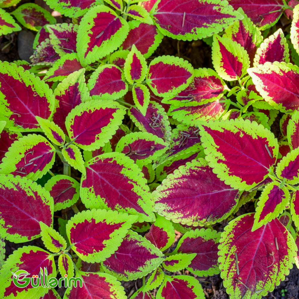 Kolеus (Coleus)
