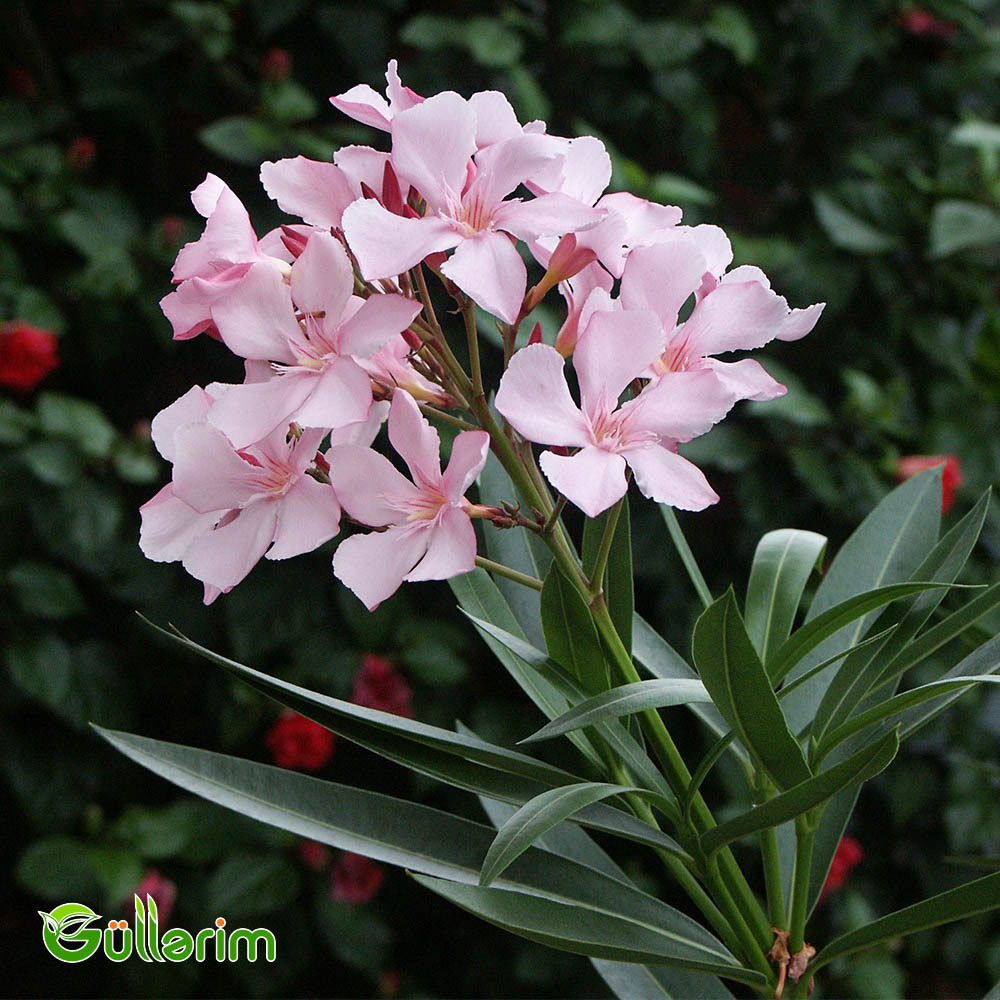 Oleandr (Nerium oleander)