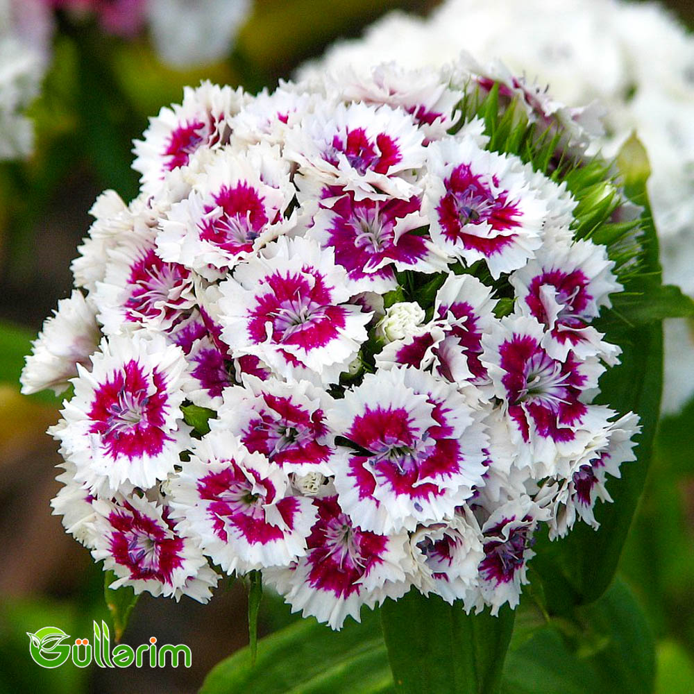 Türk Qərənfili (Dianthus barbatus)