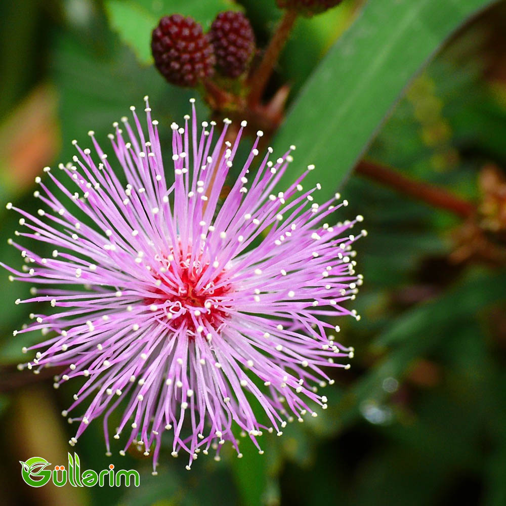Utancaq Mimoza – Küsən Gül (Mimosa pudica)