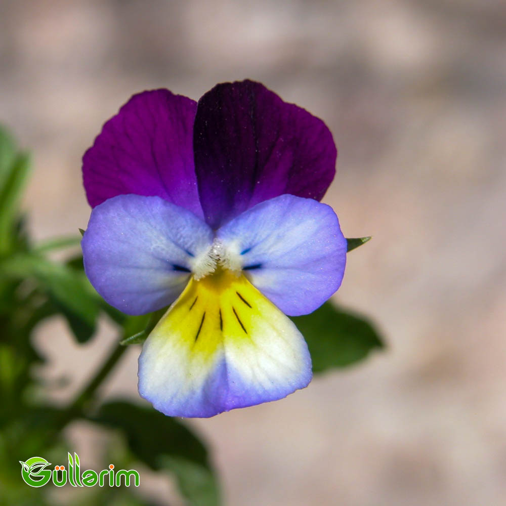 Viola (Viola tricolor)