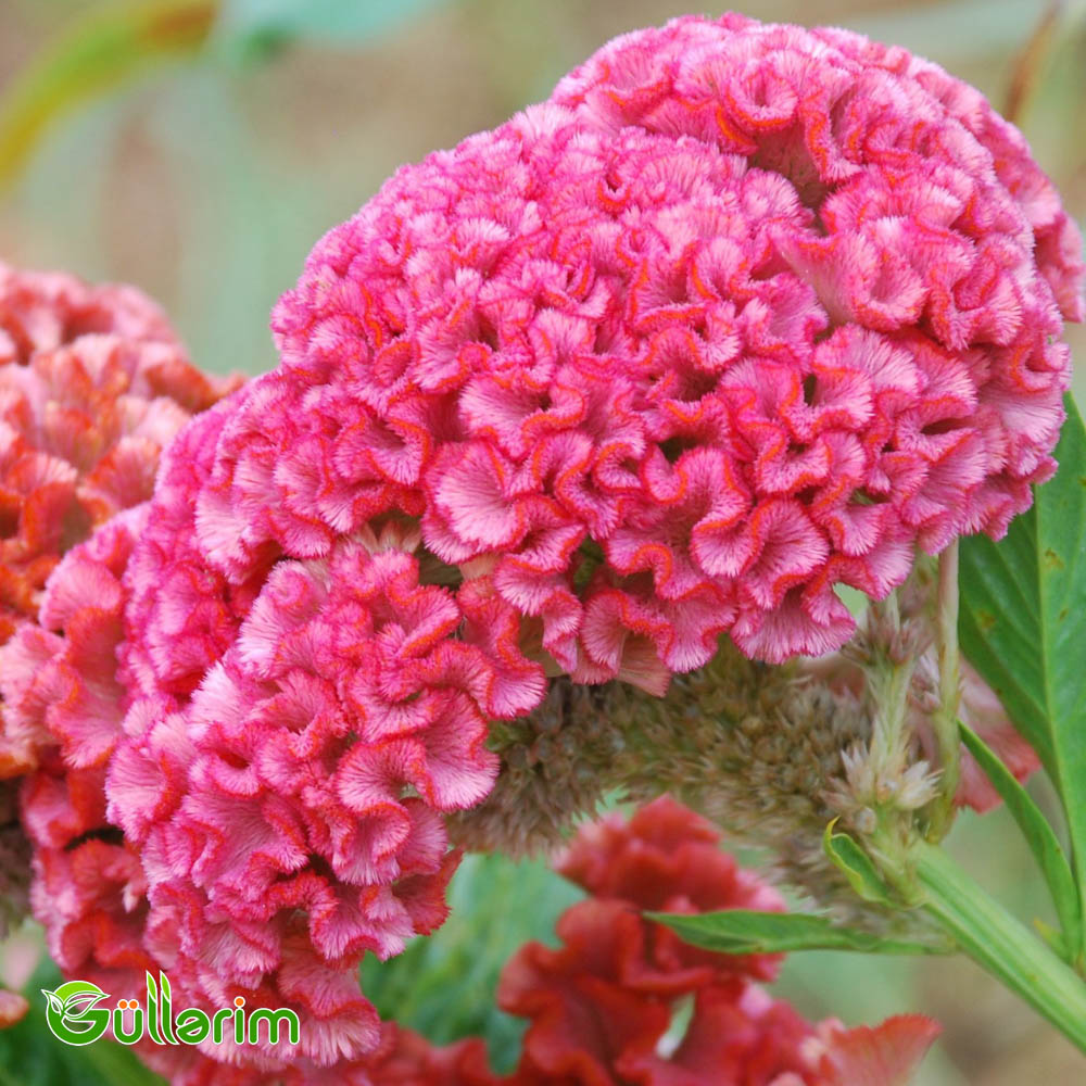 Xoruz pipiyi - (Celosia cristata)