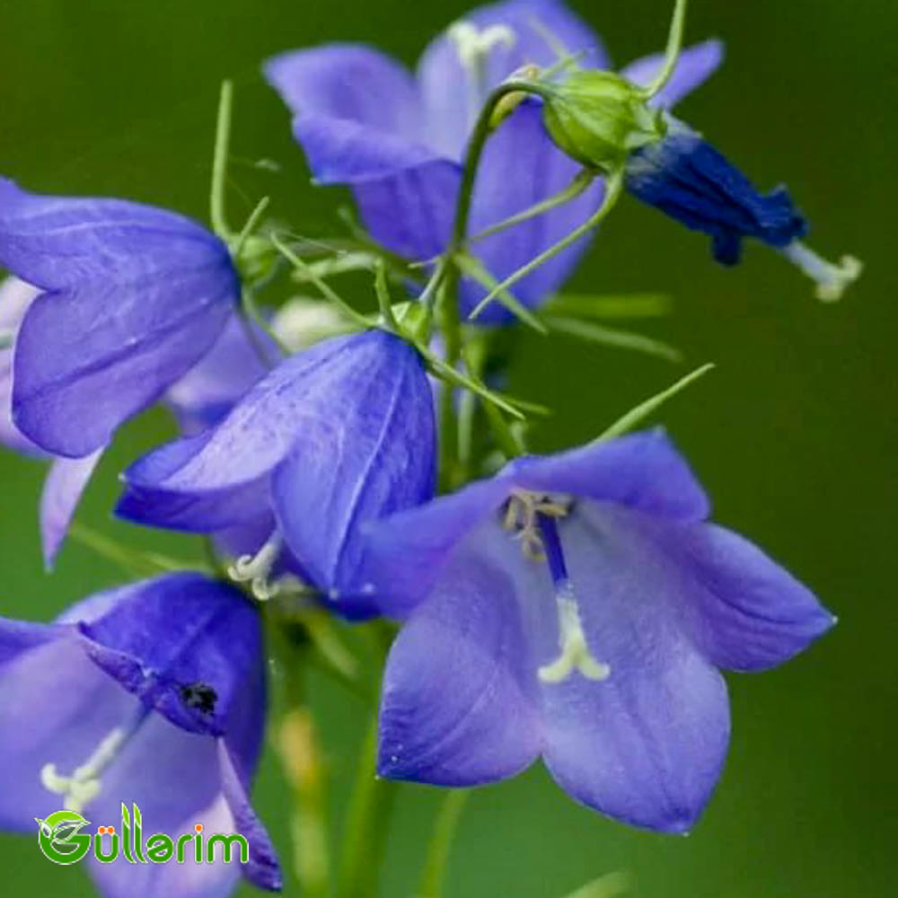 Zəng Gülü - (Campanula)